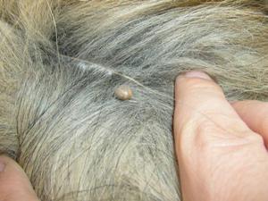 Какие симптомы проявляются после укуса клеща