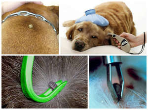 Как избавиться от клещей