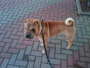 Клички для собак