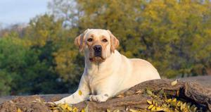 Имена для мальчиков-собак: лучшие варианты и советы по выбору