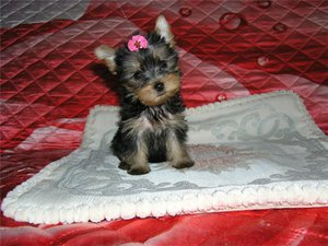 Как выбрать кличку собаке