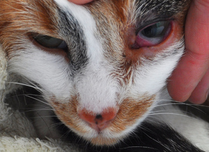 Как проявляется хламидиоз