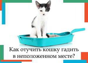 Как отучить котов гадить