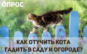 Как приучить кота к месту