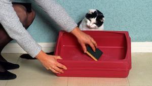 Как быстро отучить кота гадить мимо лотка: проверенные методы