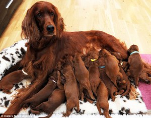 Перпарат для кормящих сук