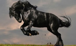 Мустанги: дикие лошади в природе и сельском хозяйстве