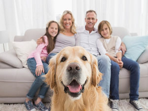 Как безопасно принять роды у собаки дома: пошаговое руководство