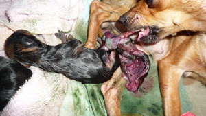 Околоплодная оболочка щенков