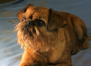 Порода грифон