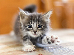 Чем кормить котёнка: правильное питание с первых дней