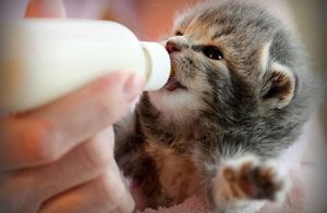 Кормление котенка из бутылочки