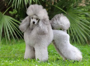 Чем кормить карликового пуделя