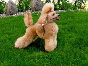 Дрессура собак пуделей