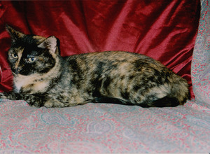 Кошка торти