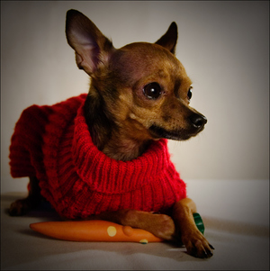 Признаки старения собаки