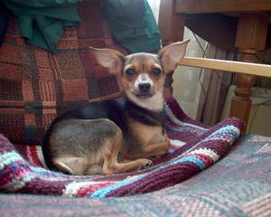 Как понять о старении собаки