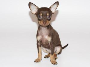 Сколько лет живут русские той-терьеры: средняя продолжительность жизни