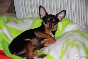 Как комить собак той терьеров