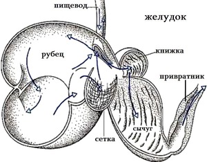 Пищеварительная система