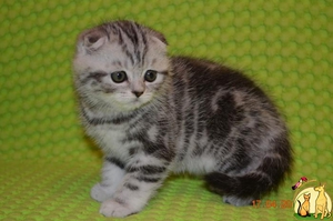 Чем нельзя кормить шотландский котят