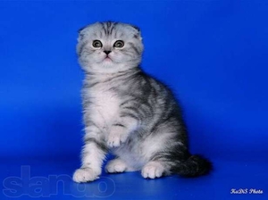 Чем кормить шотландского вислоухого котёнка: рацион и советы