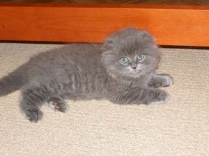 Натурально питание для котят