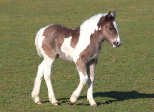 Клички лошадей