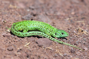 Уход за прыткой ящерицей: содержание в домашних условиях