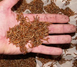 Мучные черви для ящериц