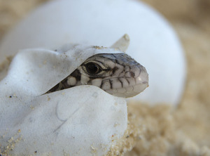 Вылупление ящерицы