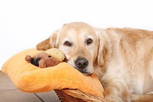 Сколько длится беременность у собак: сроки и особенности