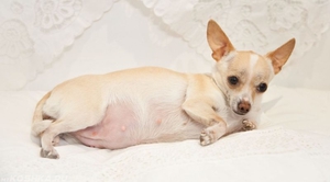 Как ухаживать за собакой во время беременности