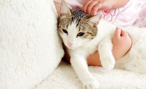 Глисты у кошек: симптомы, опасность и эффективное лечение