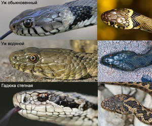 Обыкновенная гадюка
