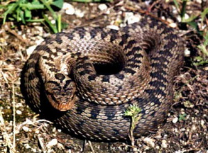 Гадюка обыкновенная  -Как выглядит