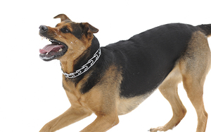 Как отучить шпица лаять дома: эффективные методы