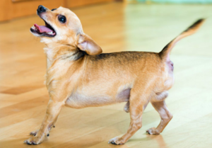 Что нужно сделать, чтобы отучить собаку лаять