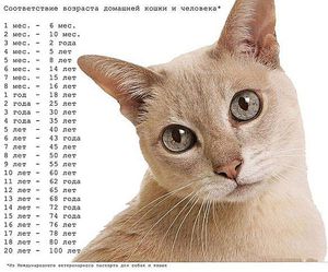 Как точно определить возраст кота или кошки по признакам
