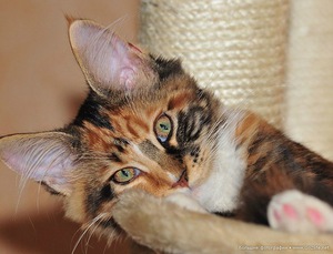 Какие есть способы определения возраста