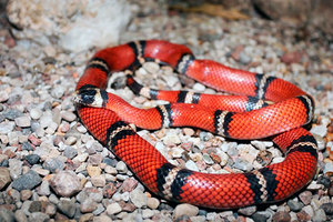 Коралловый аспид - особенности змеи