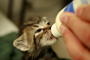 Питание для котят