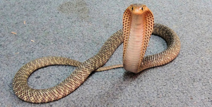 Филиппинская Кобра - на что она похожа