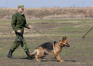 Немецкие овчарки-поисковики