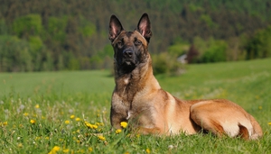 Бельгийская овчарка на природе