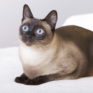 Пойнт-Шоколад