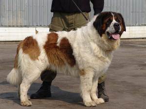 Собака породы московская сторожевая на поводке