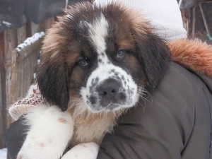 Милый щеночек московской сторожевой 