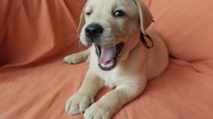 Уход за лабрадром