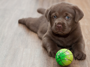 Тренировки лабрадора